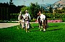 More croquet