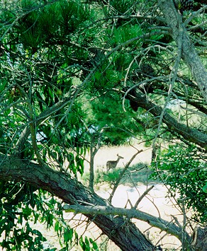 Deer