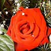 A Rose