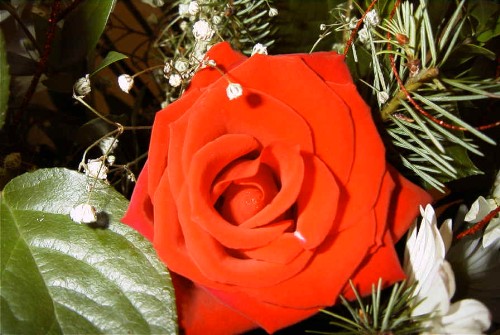 A Rose