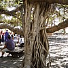 Roots of the Banyan tree