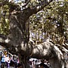 Banyan Tree