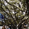 Banyan tree in Lahaina