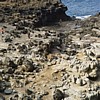 At the blowhole