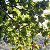 Leaves and sunshine