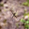 Spider hangout