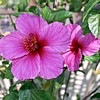 Pretty flower
