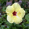 Yellow flower