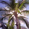 Palm tree