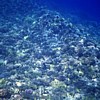 Coral reefs