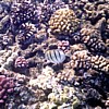 Tropical fish