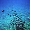 Fish shoal