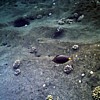 Some fish pictures