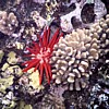 Coral sealife