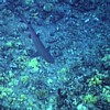 Shark!