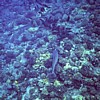 Shark swims away