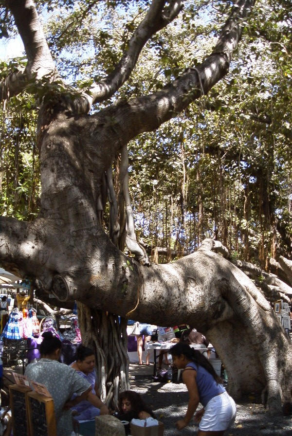 Banyan Tree