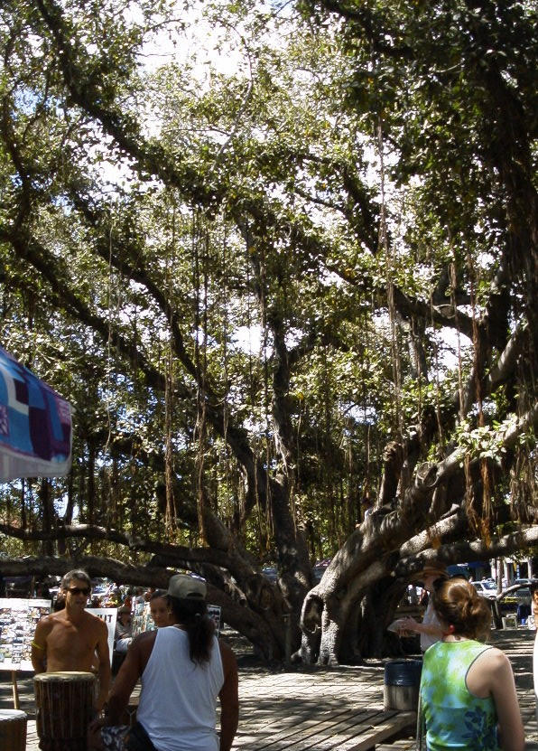 Banyan tree in Lahaina
