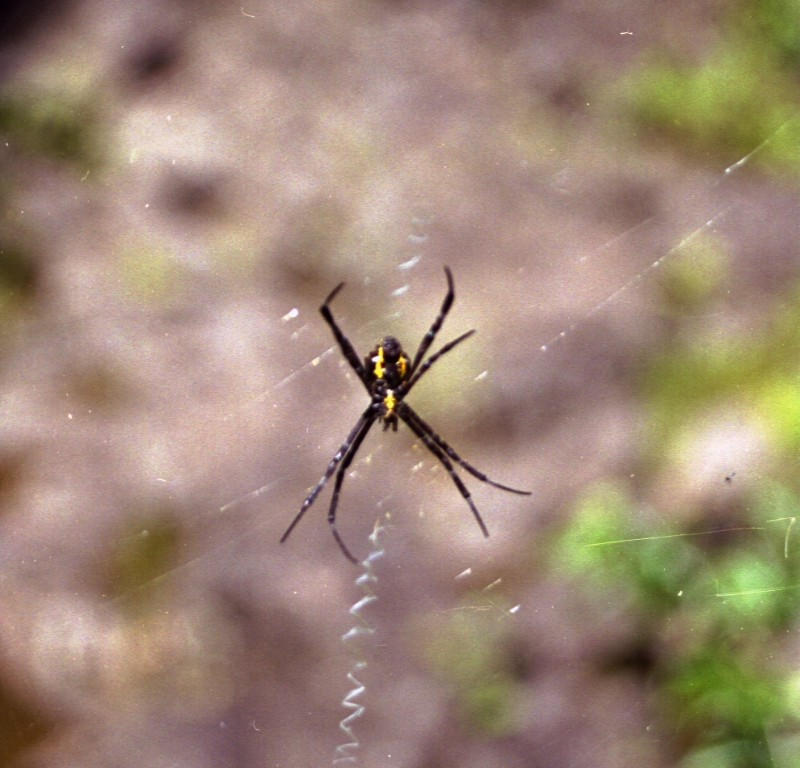 Spider hangout