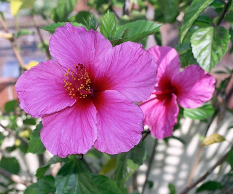 Pretty flower
