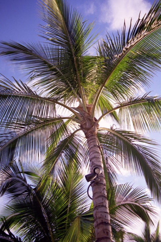 Palm tree