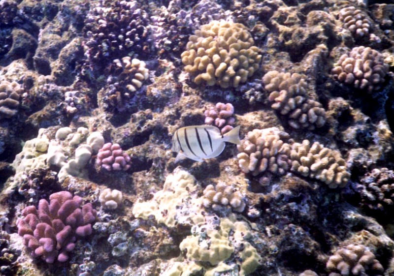 Tropical fish