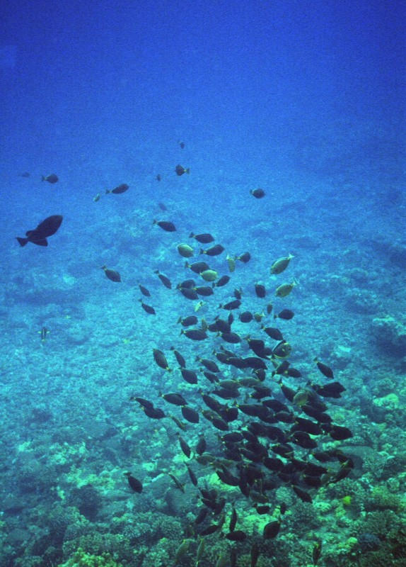 Fish shoal