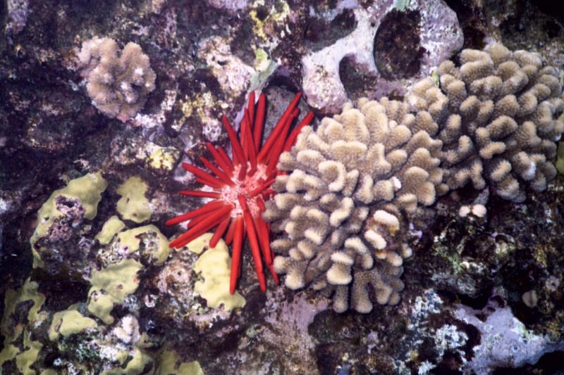 Coral sealife