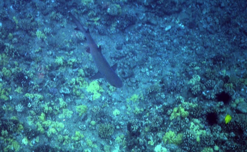 Shark!
