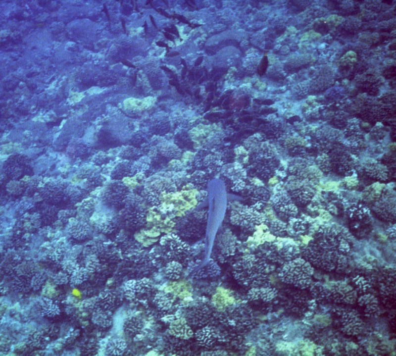 Shark swims away