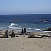 Elephant seals