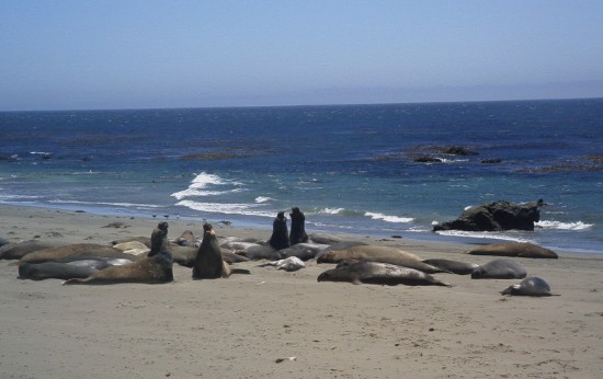 Elephant seals