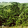 Green Rolling Hills