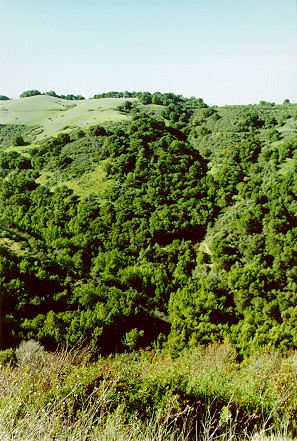 Green Rolling Hills