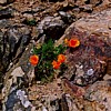 California poppies