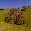 Sunol