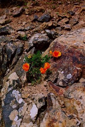 California poppies