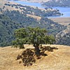 A beautiful tree