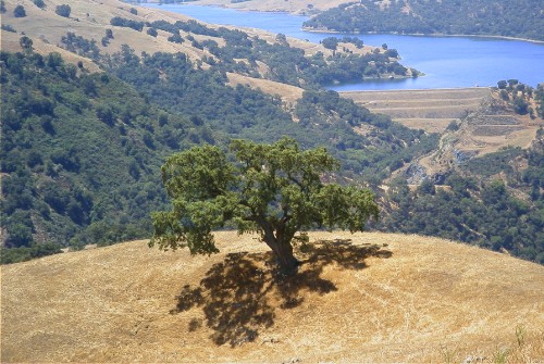 A beautiful tree