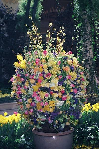 Bellagio flowers