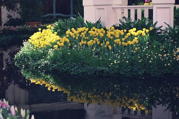 Tulips