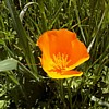 California poppy