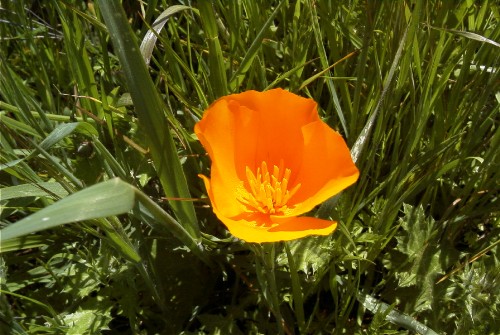 California poppy
