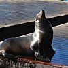 Seal