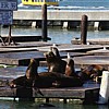 Seals
