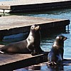 Seals