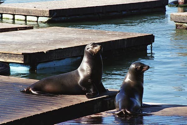 Seals