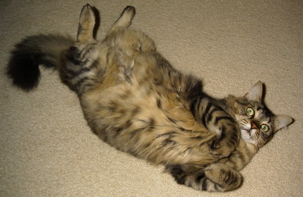 Zoe