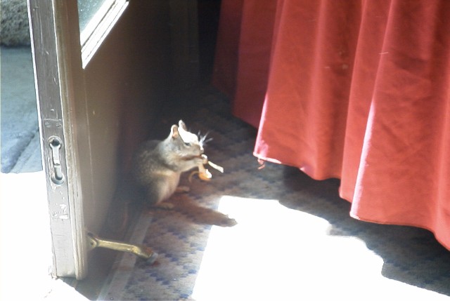 Squirrel